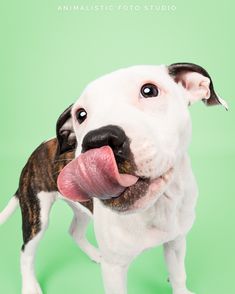 a white and brown dog with its tongue hanging out on a green background that says animalistic photo studio