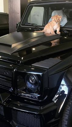 a lion cub sitting on the hood of a black mercedes benz amg g63