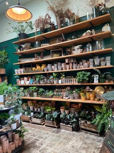 a room filled with lots of plants and potted plants on wooden shelves next to each other