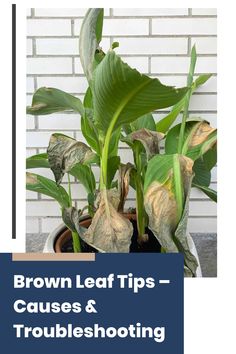 You glance at your favorite houseplant and notice the tips of its leaves turning brown. It’s frustrating and worrisome, especially when you’ve been diligently caring for it. Here, we’ll uncover the common reasons and effective solutions to bring your plants back to their healthy, vibrant selves.