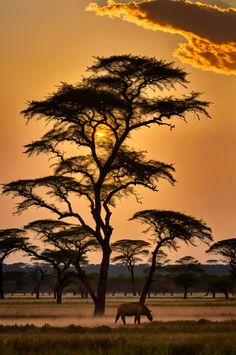 Witness the golden sunset over Hwange National Park's endless savannah plains, with acacia trees silhouetted against the sky. Immerse yourself in Zimbabwe's untouched wilderness. Zimbabwe Aesthetic, Savannah Africa, African Grasslands, Safari Landscape, Africa Pictures, Africa Trees, African Nature, Breathtaking Sunsets