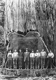 a group of men standing next to each other in front of a large tree trunk