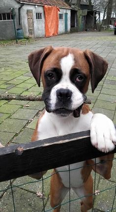 a brown and white dog standing behind a fence