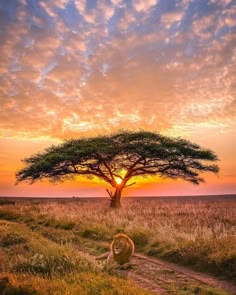 a lion sitting under a tree in the middle of an open field with sunset behind it