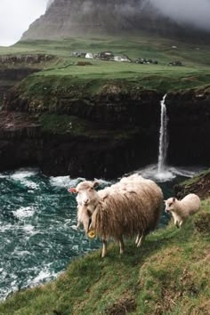 two sheep standing on the side of a cliff next to a body of water with a waterfall in the background