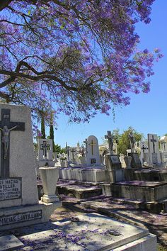 a cemetery with purple flowers growing on the headstones and trees in the foreground