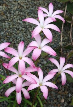 pink and white flowers are growing in the dirt near some rocks, grass and gravel