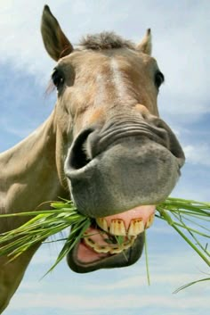 a horse with its mouth open and grass in it's mouth