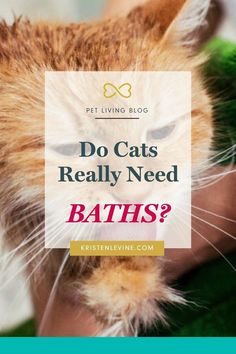 a cat with the words do cats really need baths?