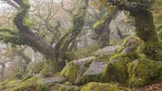 moss covered rocks and trees in the woods on a foggy day with no leaves