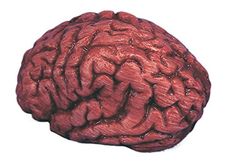 a close up of a brain on a white background