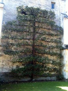 an old stone building with ivy growing on it's side and grass in the foreground