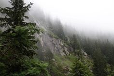 trees and rocks on the side of a mountain covered in fog