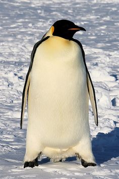 a penguin standing in the snow looking at something