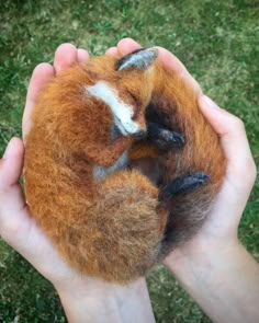 a person holding a small stuffed animal in their hands with grass behind it and green grass on the ground