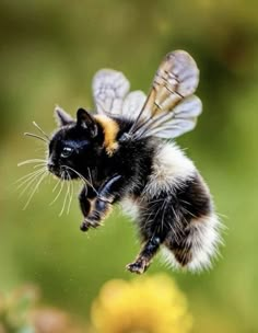 a bum flying through the air with it's wings open