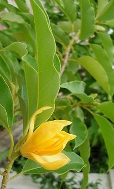 a yellow flower is blooming on a tree branch in front of some green leaves