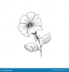 a flower with leaves and petals on a white background stock photo image of black bedroom