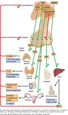 the anatomy of the human body and its major organs, including the livers, lungs,