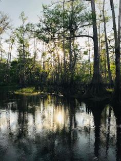 the sun shines through the trees and reflects in the water