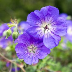 purple flowers with green leaves in the background