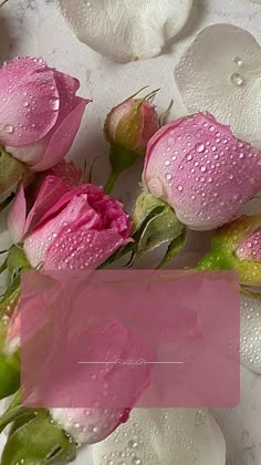 pink roses with water droplets on them sitting on a white tablecloth covered in paper