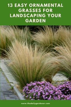 some purple flowers and grass with the words 13 easy ornamental grasses for landscaping your garden