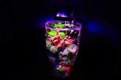 a large glass filled with lots of different types of sea life in it's dark room