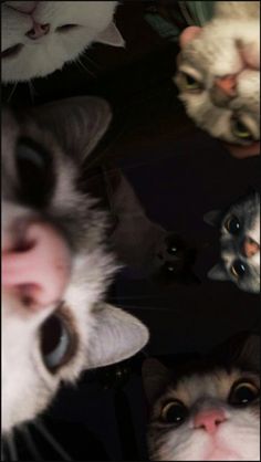 Cat Group Photo Selfie Wallpaper Gatos, Katt Grejer, Funny Cat Wallpaper, Cats Pictures, Silly Cats Pictures, Cute Cats Photos, Cat Aesthetic, Cute Animal Photos, Funny Cute Cats