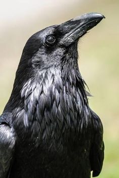 a close up view of a black crow's head and beak, with green grass in the background