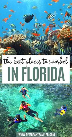 The Best Places to Snorkel in Florida Florida Snorkeling, Best Places To Snorkel, Outdoor Adventure Activities, Places In Florida, Best Snorkeling, Us Travel Destinations, One Day Trip