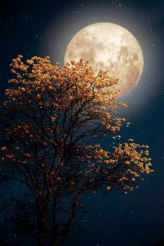 the full moon shines brightly in the night sky above a tree with yellow leaves