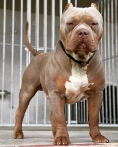 a brown and white dog standing in front of a cage