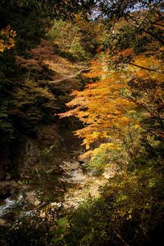 a stream running through a forest filled with lots of colorful leaves on the side of it