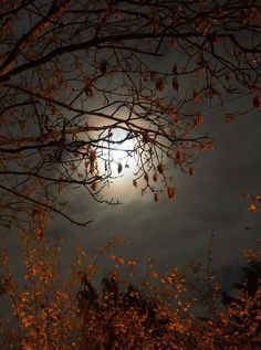 the moon shines brightly through the branches of trees in front of some dark clouds