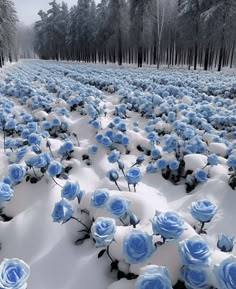 snow covered ground with blue flowers in the middle and trees in the backround