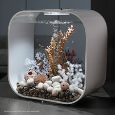 an aquarium filled with lots of different types of corals and sea stars in it