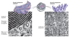 an animal cell is shown in three different sections, with the cells labeled and labeled