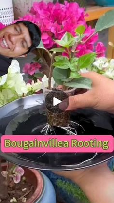 a person is holding a potted plant in their hand with the words bougainvillea rooting on it