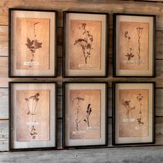 four framed flowers are hanging on the wall in front of a wood paneled wall