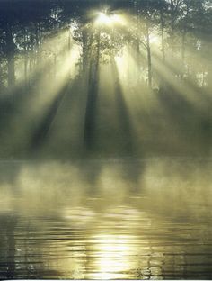 the sun shines through trees over water in front of some foggy trees and bushes