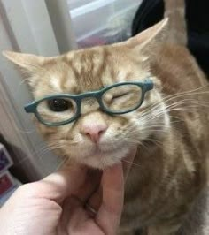 a cat with glasses on it's head is looking at the camera while being petted by someone