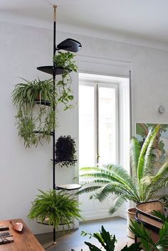 a room filled with lots of potted plants next to a table and windowsill