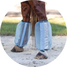 a horse's legs and feet are shown with blue covers on the bottom part of it