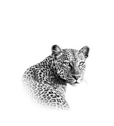 a black and white photo of a leopard