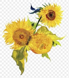 three sunflowers with green leaves on a white background