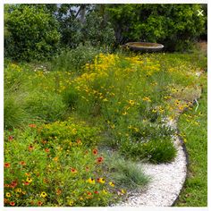 a garden filled with lots of different types of flowers