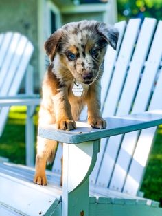 a small dog standing on top of a white chair