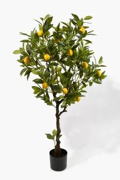 an orange tree in a black pot on a white background