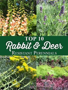 the top 10 rabbit and deer resistant perennials for your garden, including wildflowers